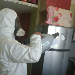 Уничтожение насекомых в квартире. Сузун